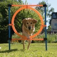 Agility Fun & Sport -rengaseste - rengaseste