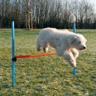 Agility hyppyeste