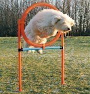 Agility hyppyrengas