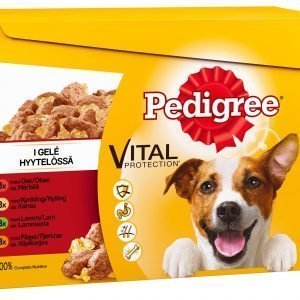 Pedigree Adult 12 X 100 G Hyytelölajitelma