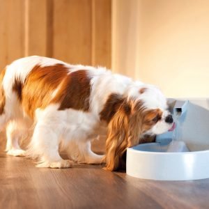 Petsafe Drinkwell Original Pet Fountain Juoma-Automaatti