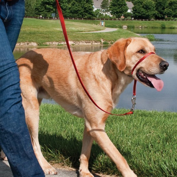 Petsafe Easywalk -kuonovaljaat