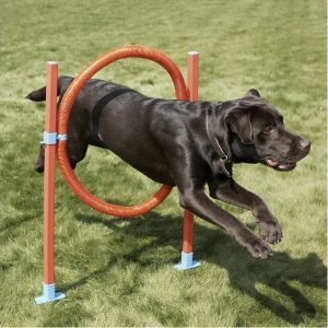 Rosewood Agility Rengaseste