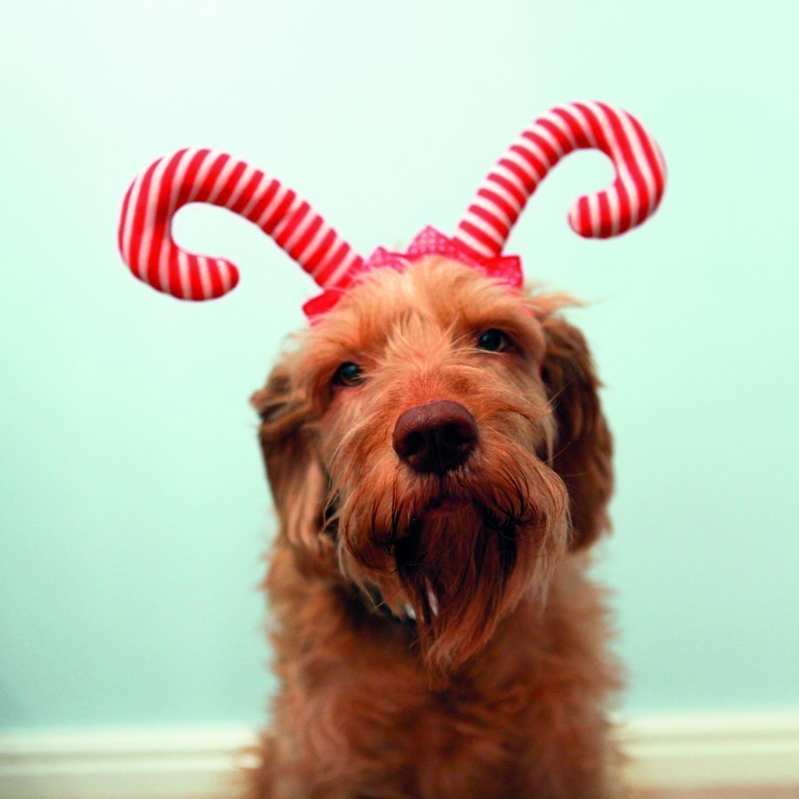 Rosewood Candy Cane Antlers S M