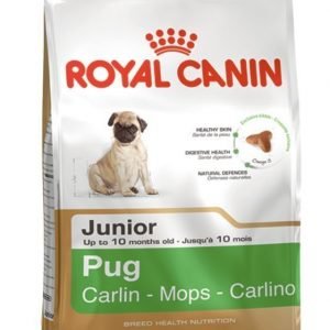 Royal Canin Mops Junior 1