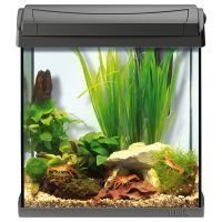 Tetra AquaArt Aquarium 30 l - P 28 x L 38